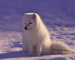 Волчонок на снегу